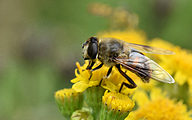 Dronefly (Female, Eristalix tenax )